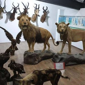 متحف الحياة البرية والطبيعة في إيران