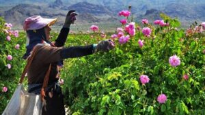 Kashan Rosewater Festival in May: A Complete Guide