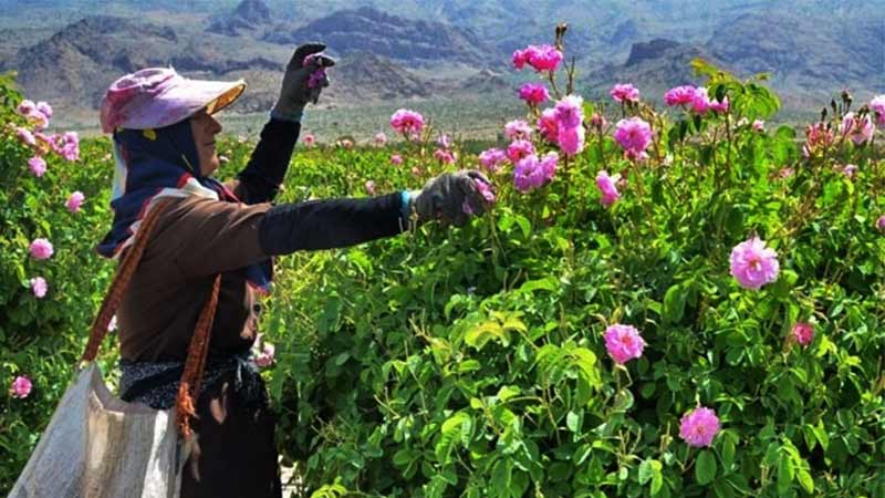 Kashan Rosewater Festival in May: A Complete Guide
