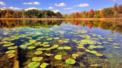 Top Attractions in Gilan: Your Ultimate Guide to Iran’s Northern Gem
