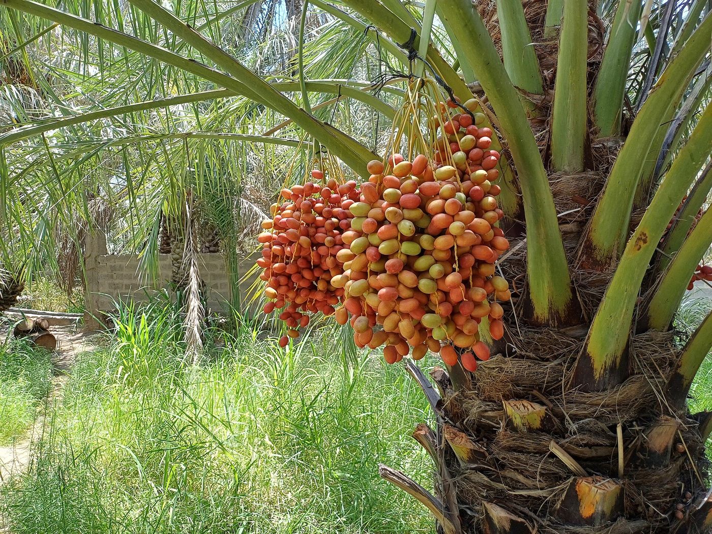 Date palms and irrigation landscape in Al Ain Oasis