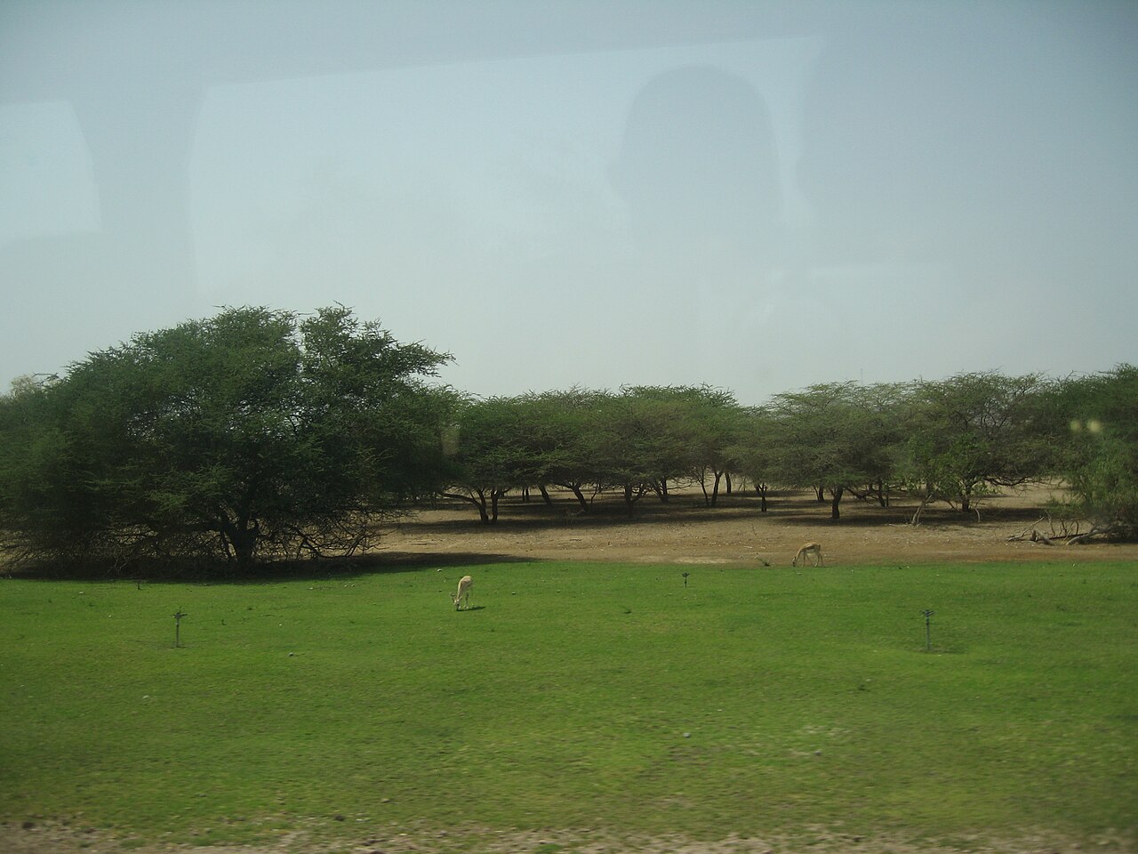 Green area and trees on Sir Bani Yas Island
