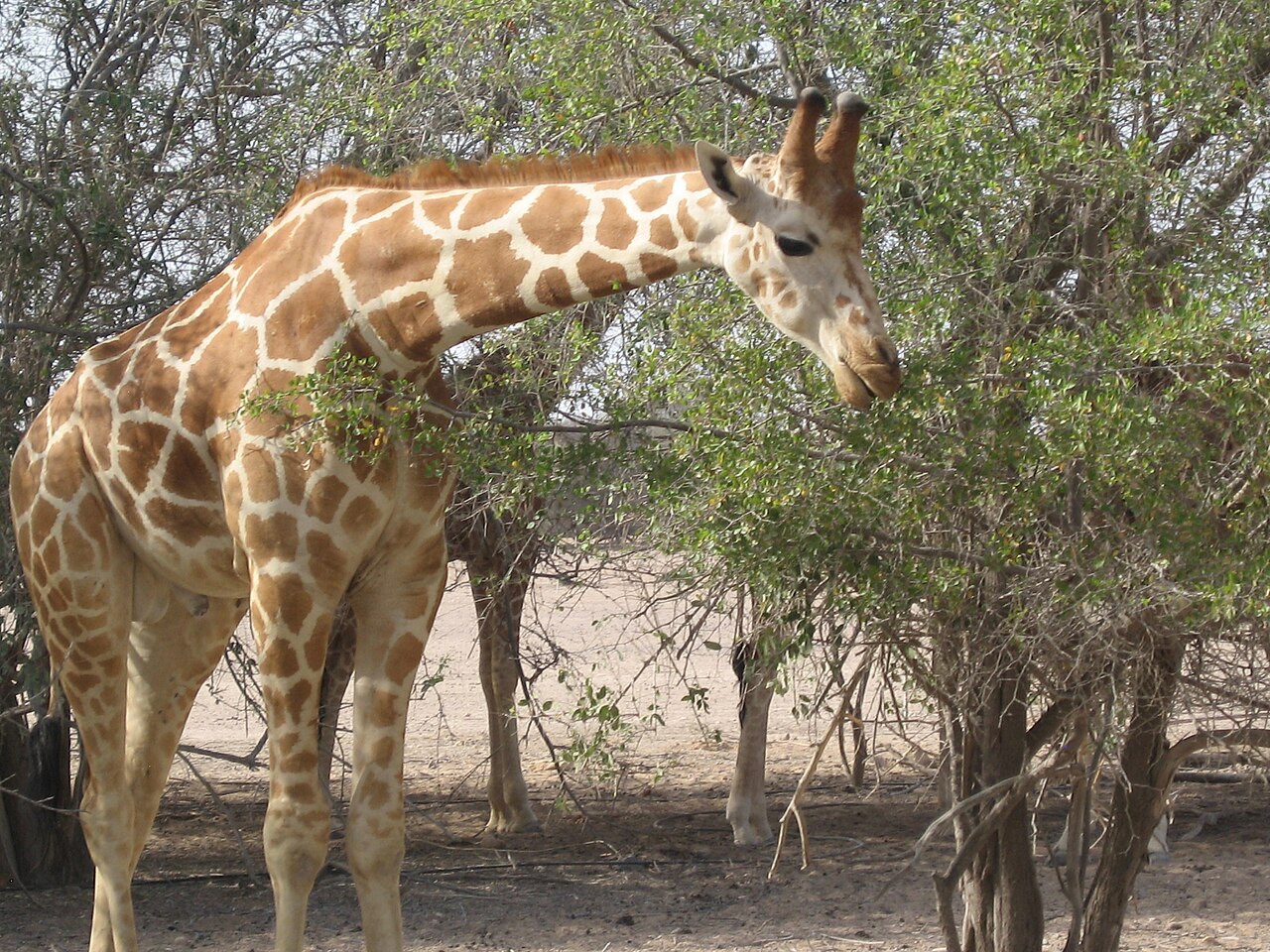 Giraffe among trees on Sir Bani Yas Island