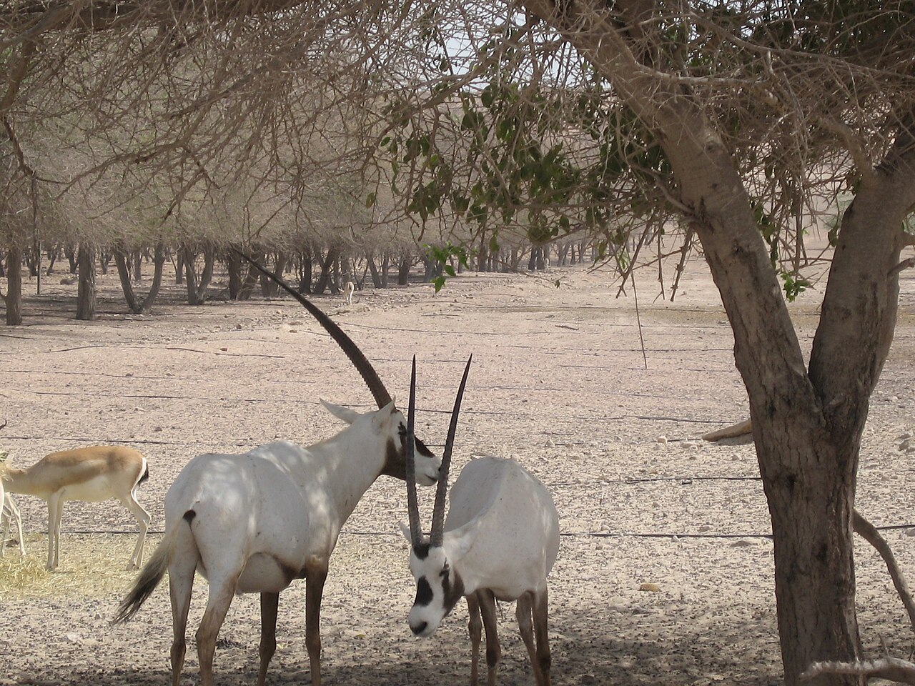 Arabian oryx photographed beneath trees on Sir Bani Yas Island