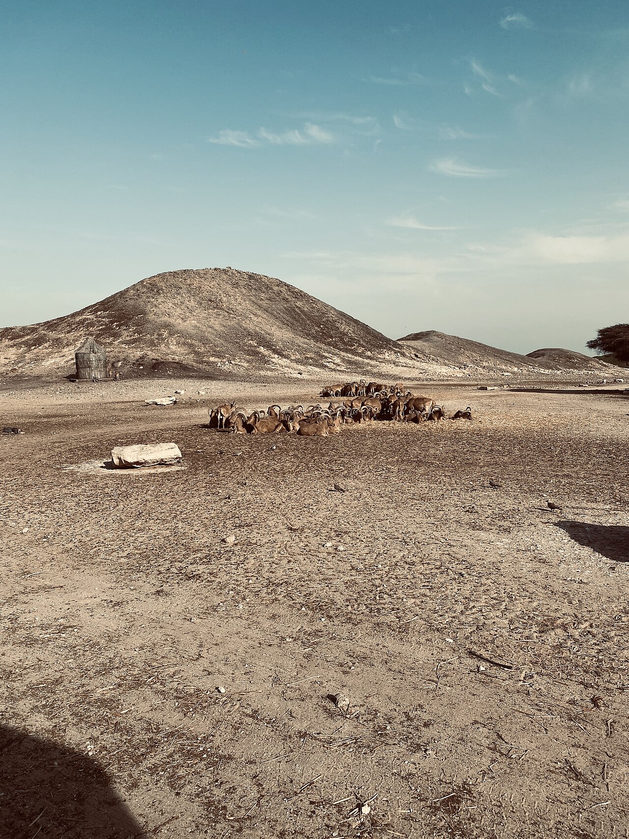Animals crossing the dry, hilly landscape of Sir Bani Yas Island