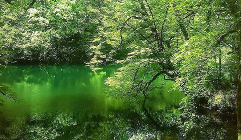 حديقة غابة خانیکان في نوشهر